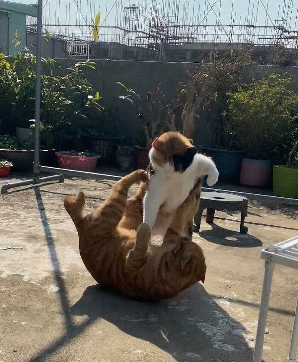 맘마를 맛있게 먹은게 분명한 아기냥이 (30)