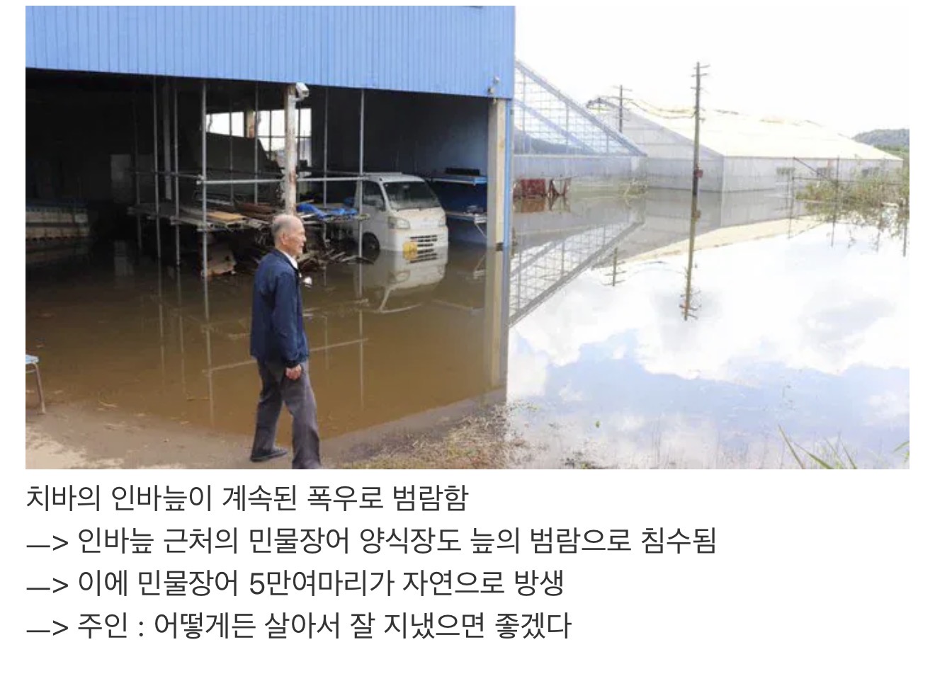 일본 민물장어 5만마리 떠내려감 (2)