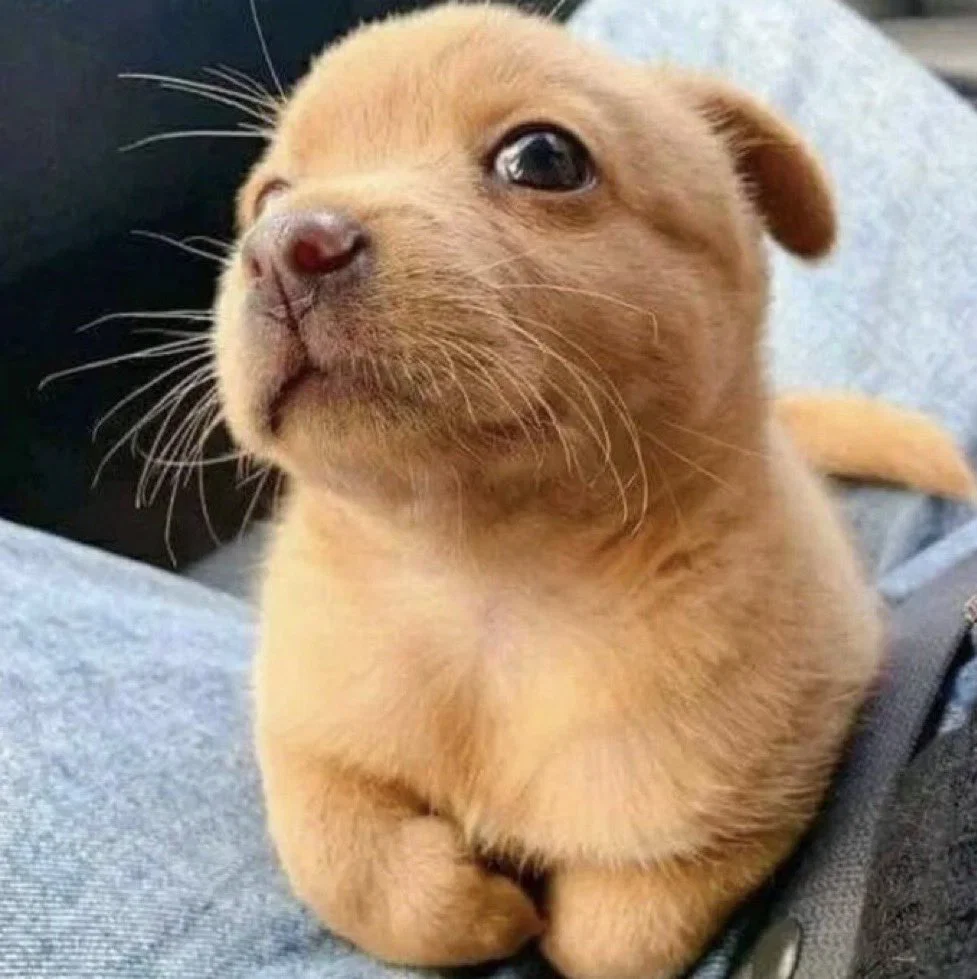 맘마를 맛있게 먹은게 분명한 아기냥이 (43)