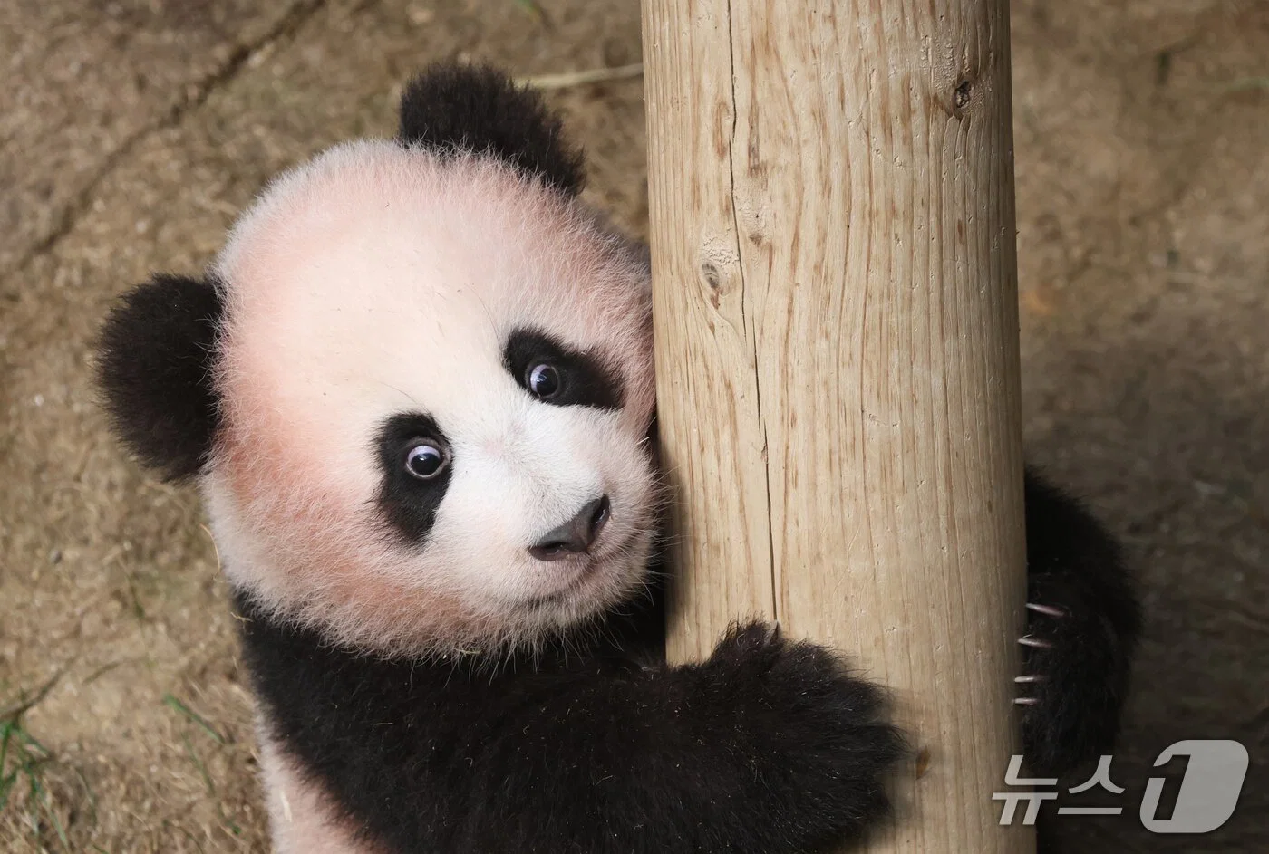 혼자서도 잘 노는 막둥이 슈바오🐼🩵 (7)