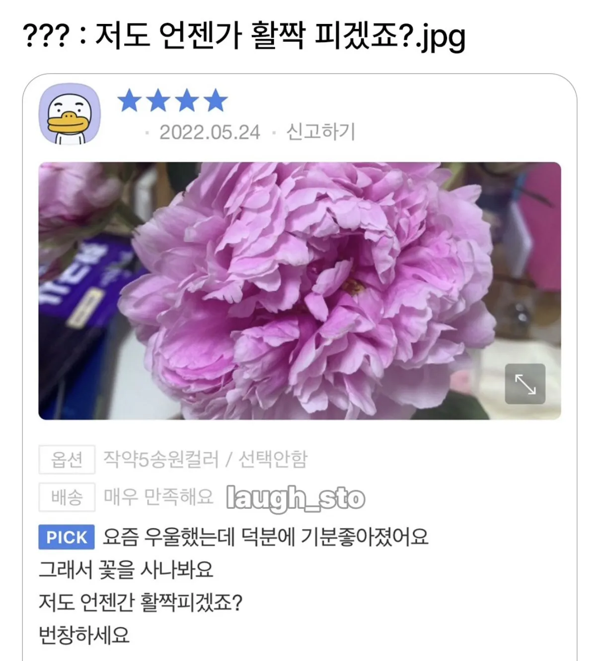 저도 언젠가 활짝 피겠죠?
