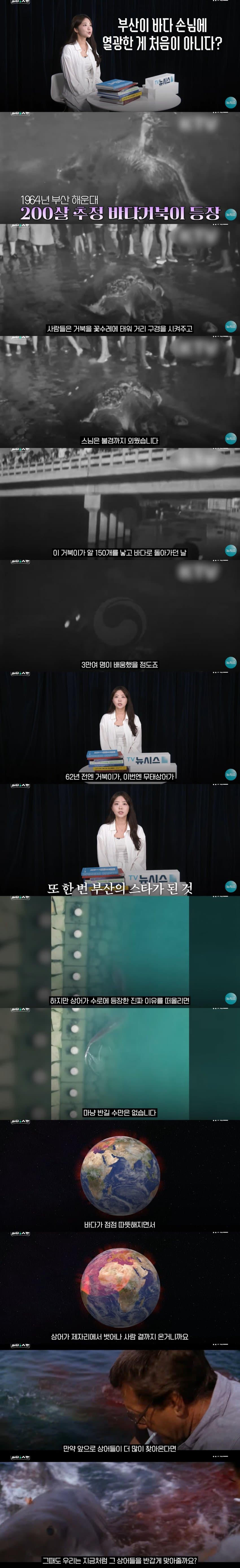 상어 한마리에 3만명 몰려, 부산 명소가 된 북항 (50)