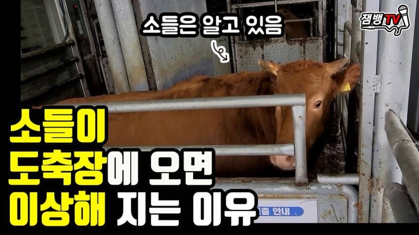 싱글벙글 의외로 동물 복지인거 (13)