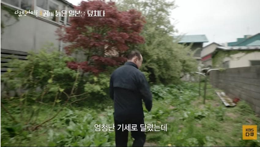 곰이 늙은 일본을 덮치다. 여고생 덮친 아키타 반달곰,, (16)
