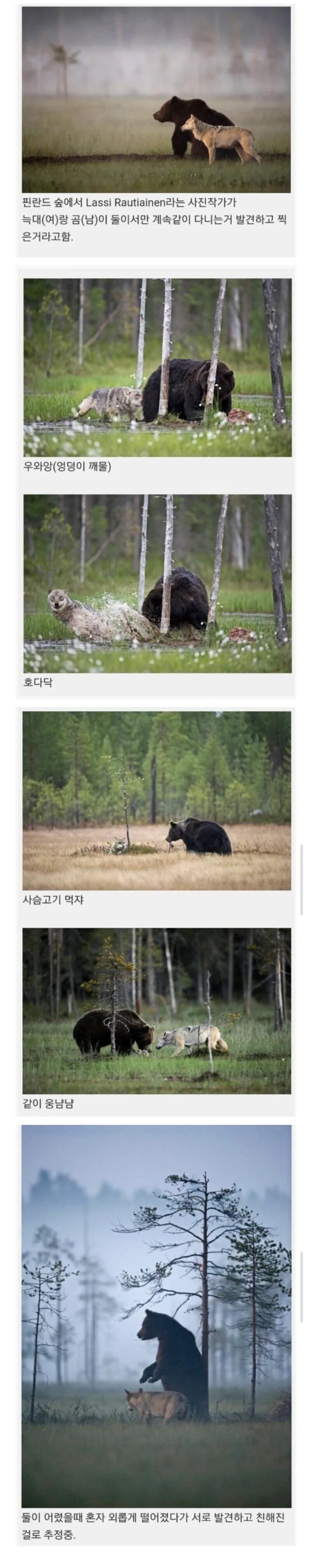 곰과 늑대의 우정.
