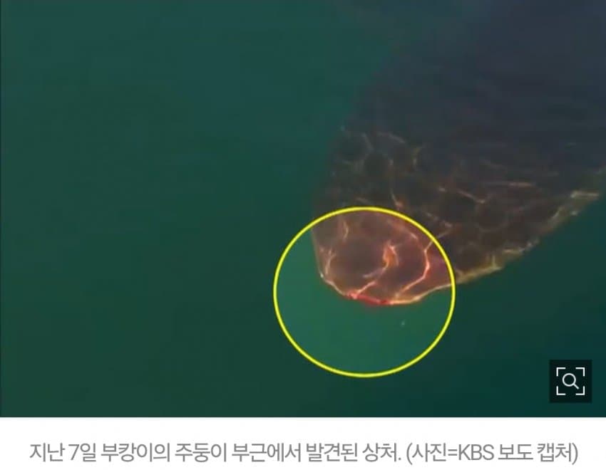 150만명 홀린 ‘부캉이’…“10마리라면” 생태학자가 던진 질문 (6)