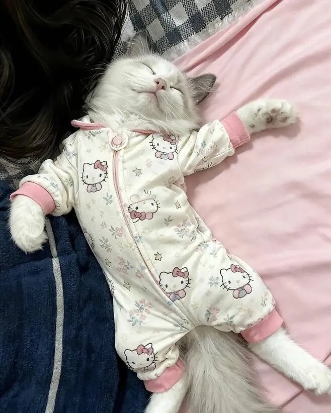 아기 옷 버리기 아까워서 고양이 입혀봤어요.jpg