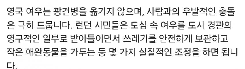 영국에서 단또를 몰아내고 거리를 지배하는 동물들.. (24)