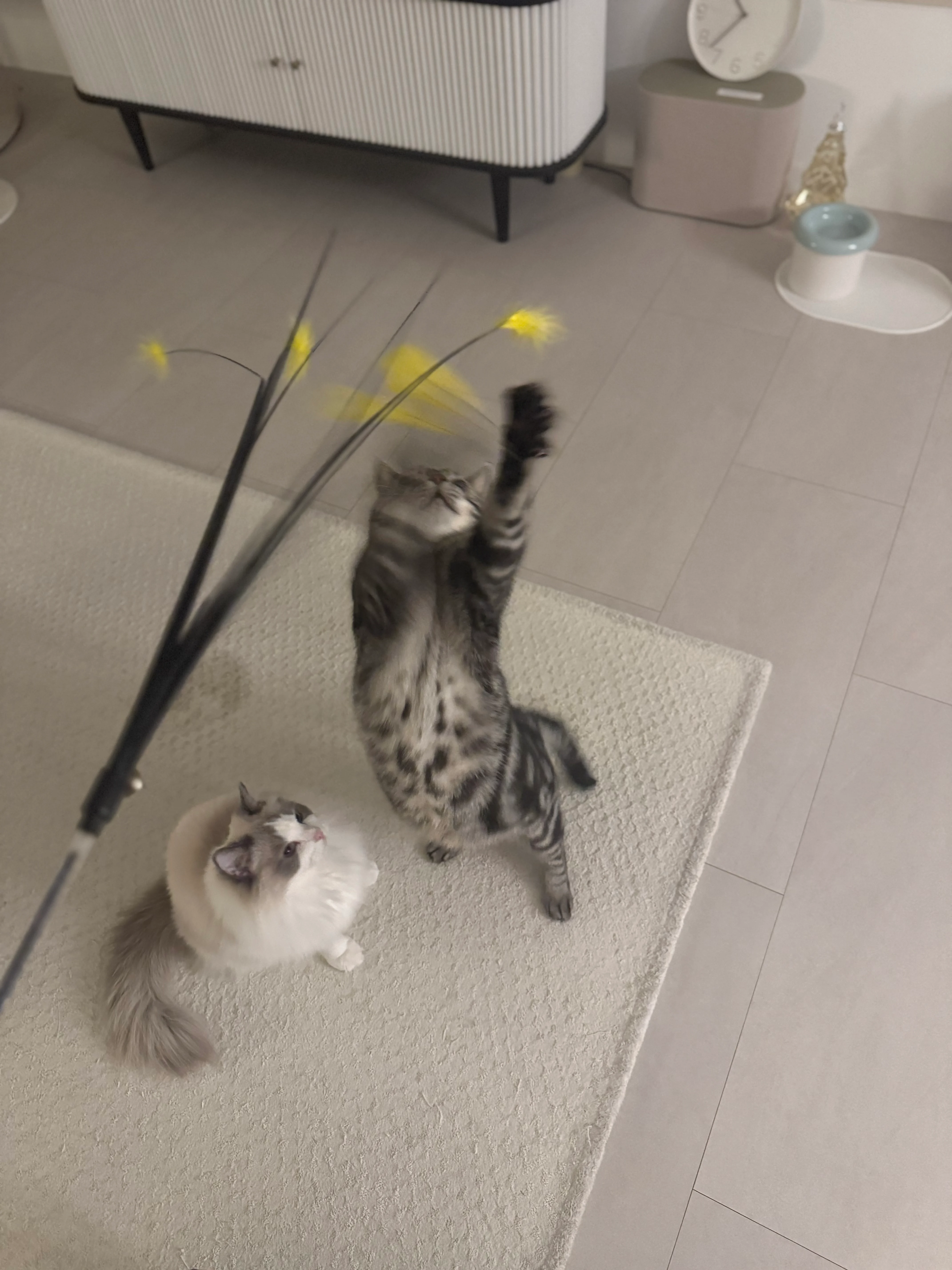 우리집 고양이 얼마 안남았다.. (12)