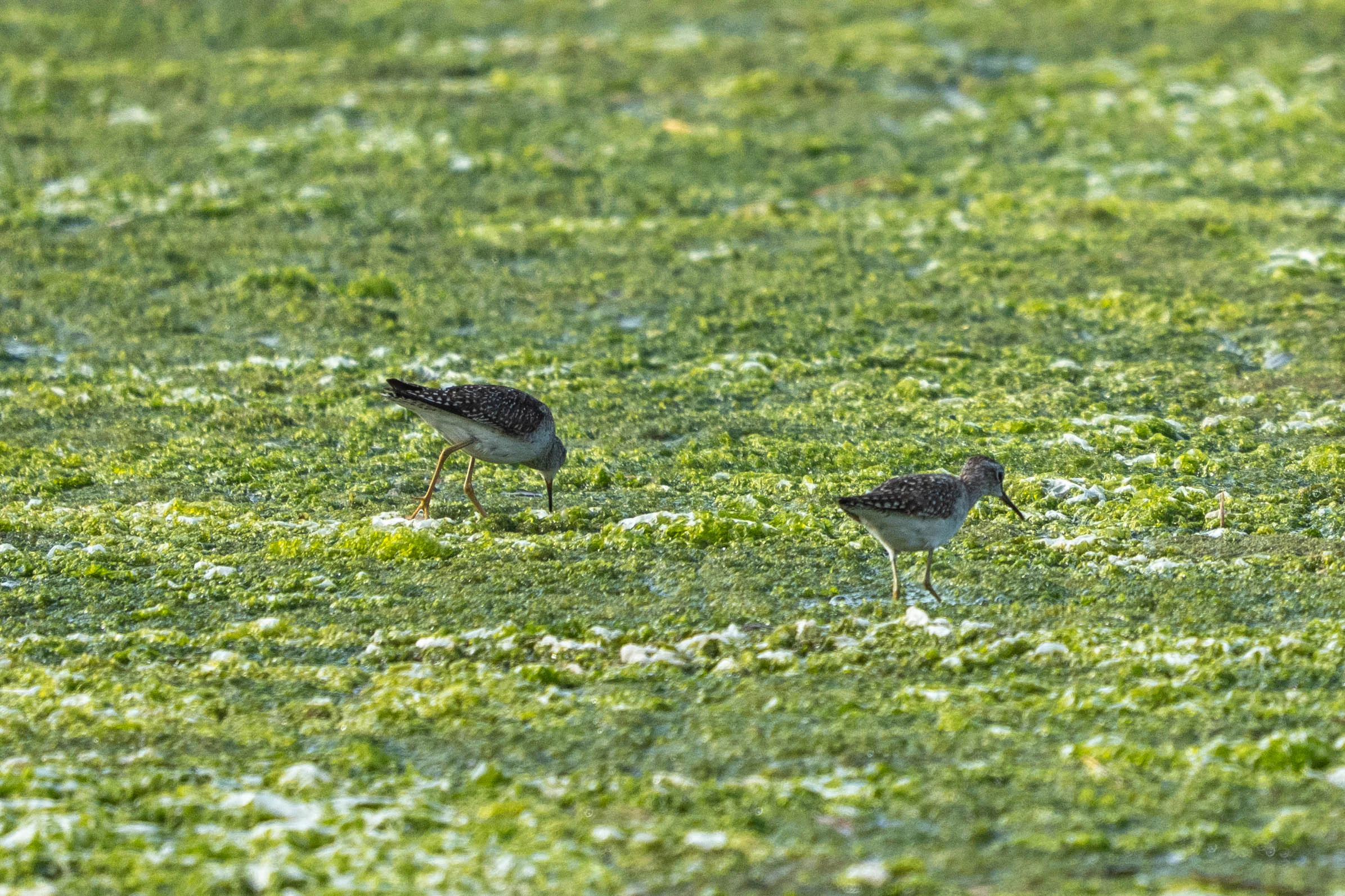500mm 광각새찍 투척 (6)