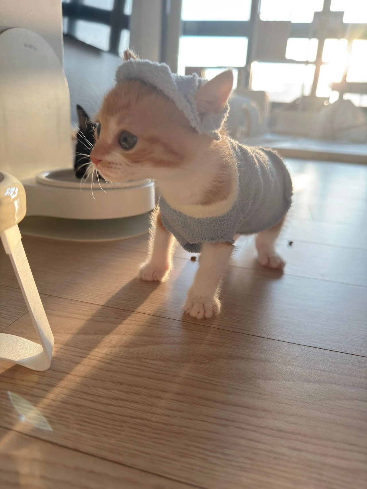 다이소 산 옷을 입는 고양이 (9)
