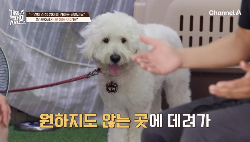 싱글벙글 반려견이 스트레스 받는데도 방송 촬영은 멈출 수 없다는 보호자 (26)