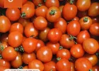 대추방울토마토 5kg