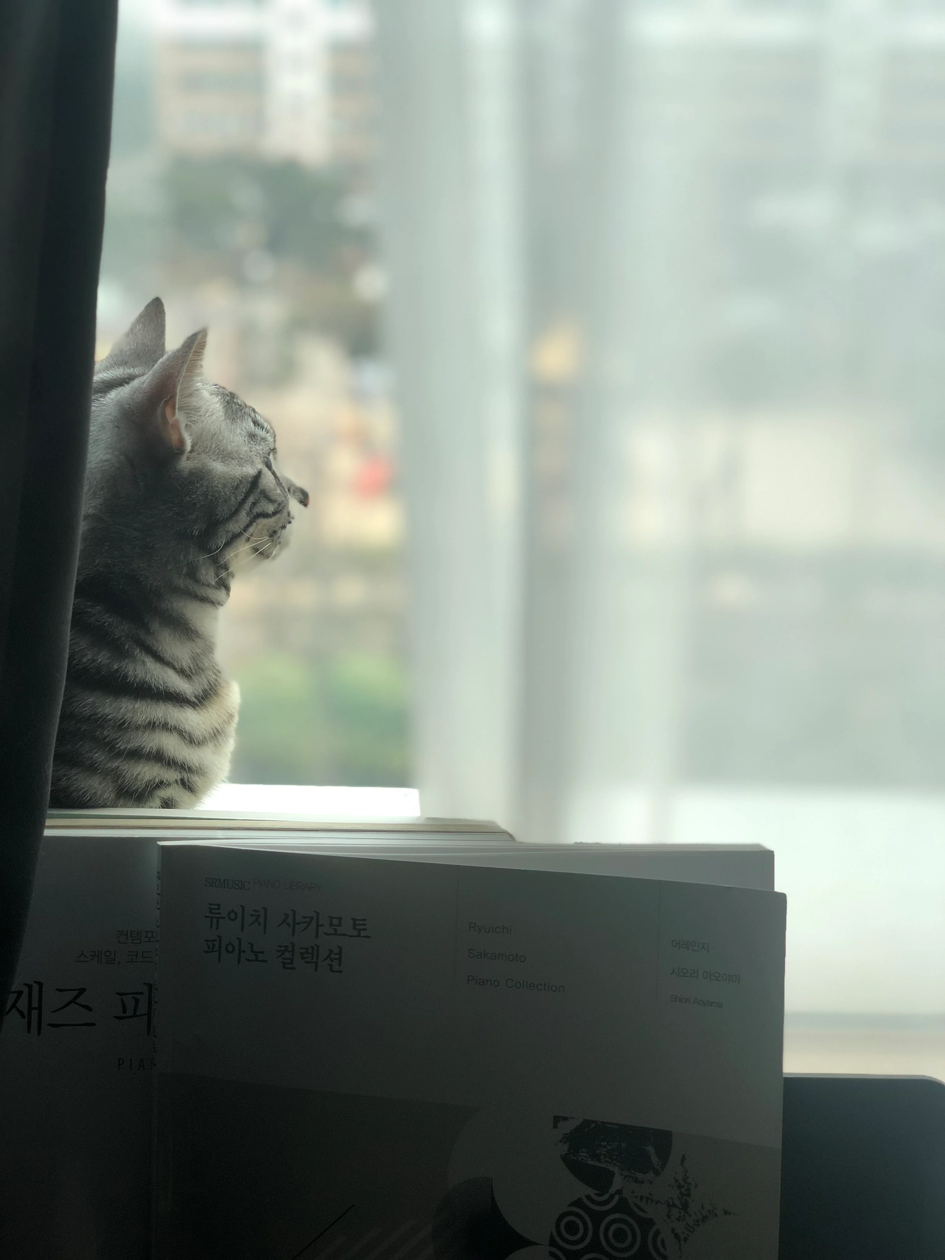 우리집 고양이 얼마 안남았다.. (3)