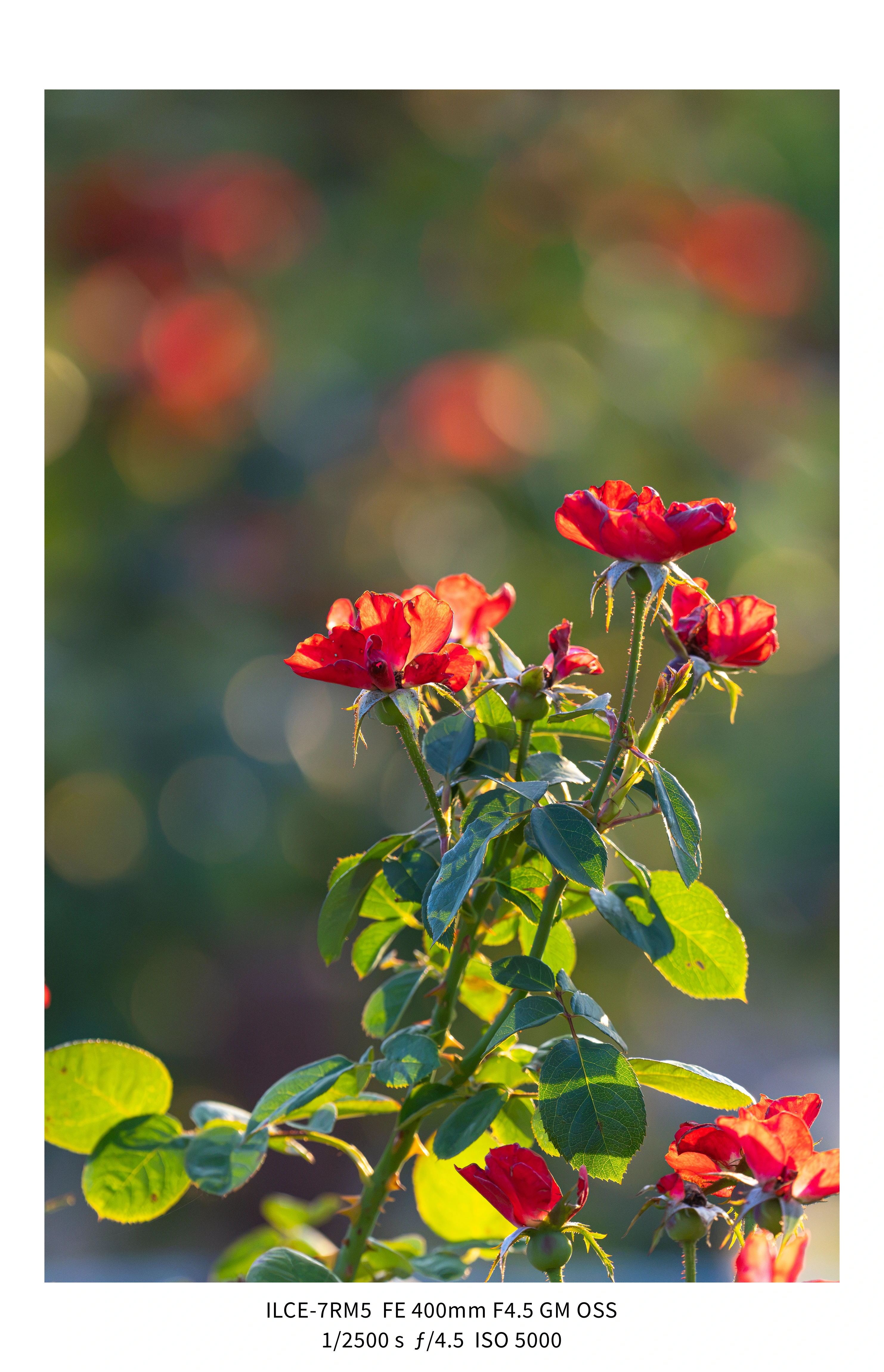 애기사백금(400mm F4.5 GM) non-새찍 작례 (25장) (18)