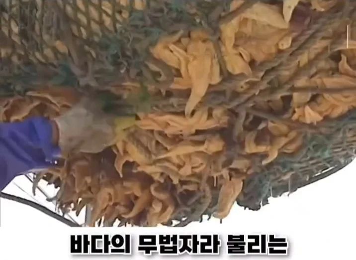 우리나라로 넘어온 바다의 무법자 불가사리의 최후