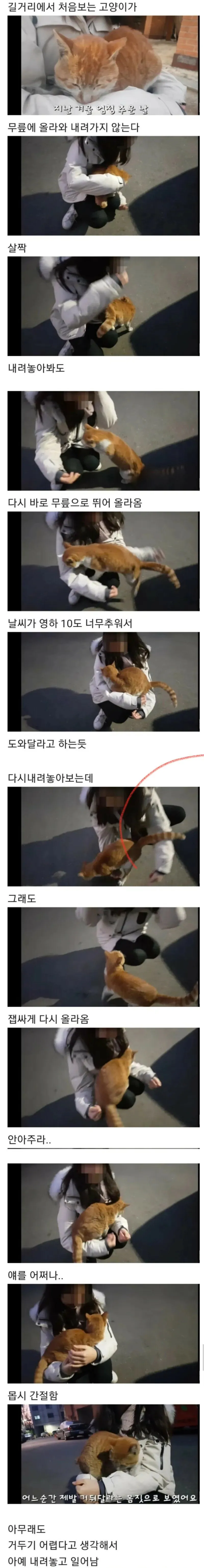 나를 키워달라는 고양이