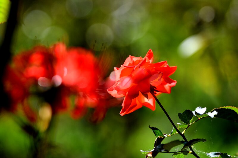 꽃 사진 몇 장 (4)