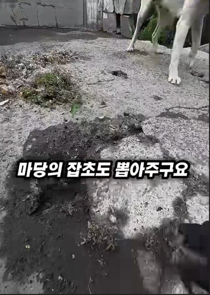 평생 목욕 한번 안 해본 차고지 지킴이 2살 한성이의 생애 첫 목욕대작전 (11)