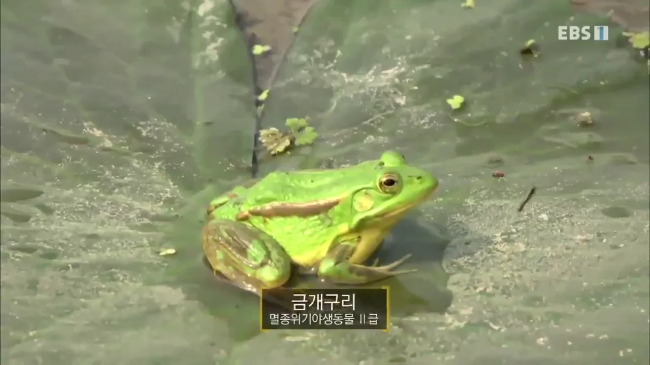 멸종위기동물의 사냥장면