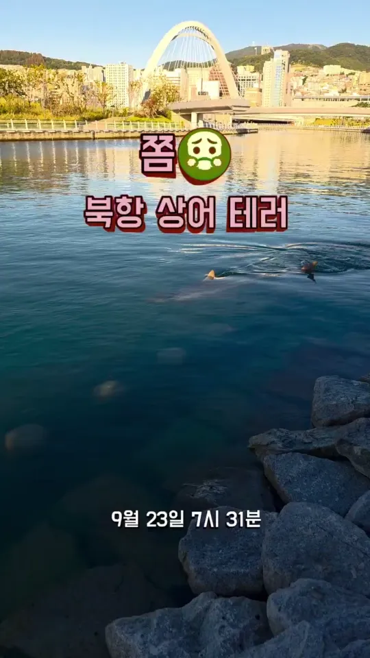 상어한테 돌던지는 놈 등장