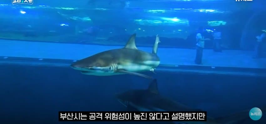상어 한마리에 3만명 몰려, 부산 명소가 된 북항 (20)