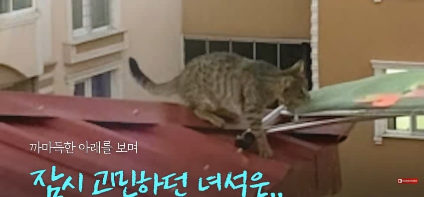 의문의 도구로, 지붕 위 고양이 구한 친구들 (13)