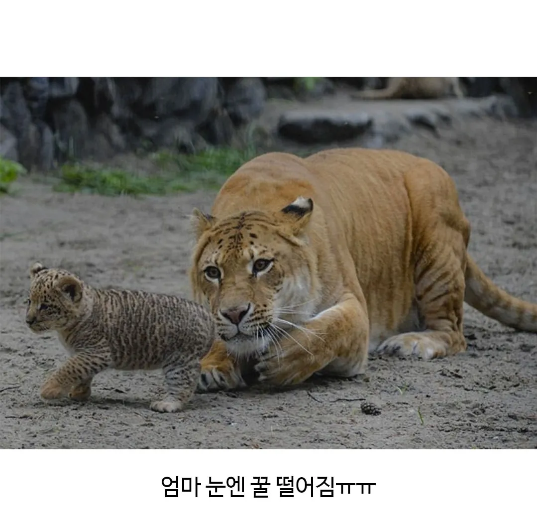 어렵게 태어난 릴라이거.jpg