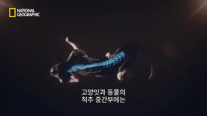 사냥 중 120m 절벽 아래로 떨어진 눈표범. jpg & YouT