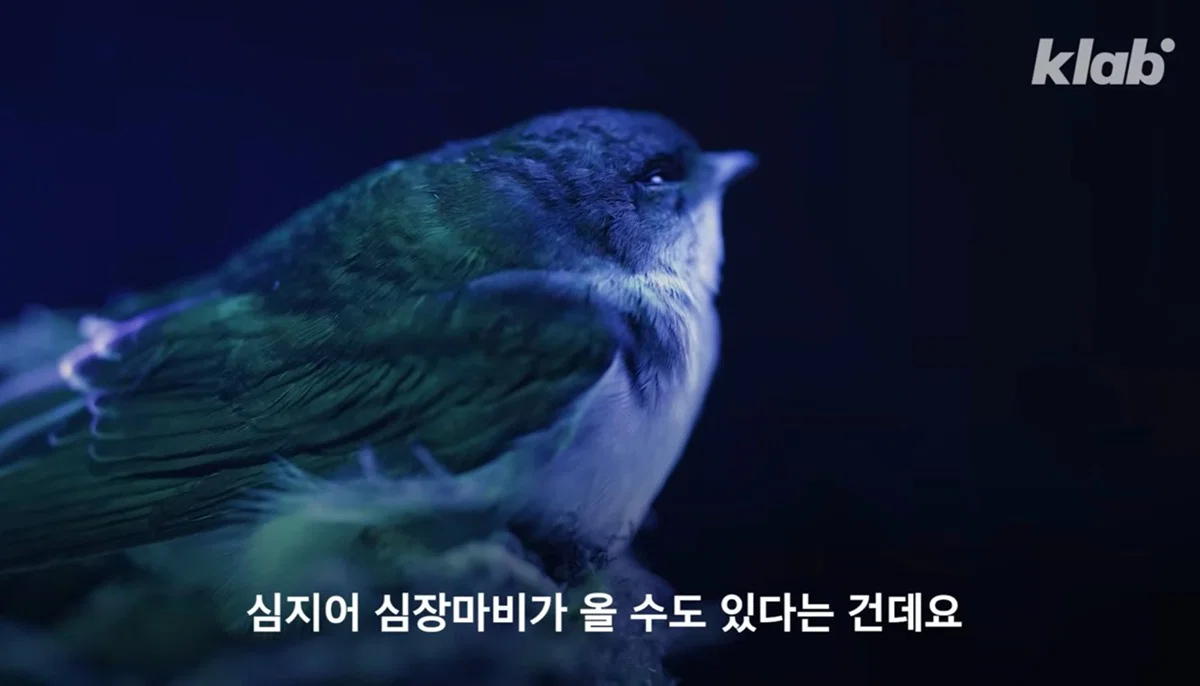 새들에겐 거의 전쟁난 수준이라는 불꽃축제 (4)