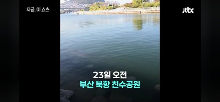 "우럭 먹자~" 부캉이에 생선 투척한 부산 시민 (4)