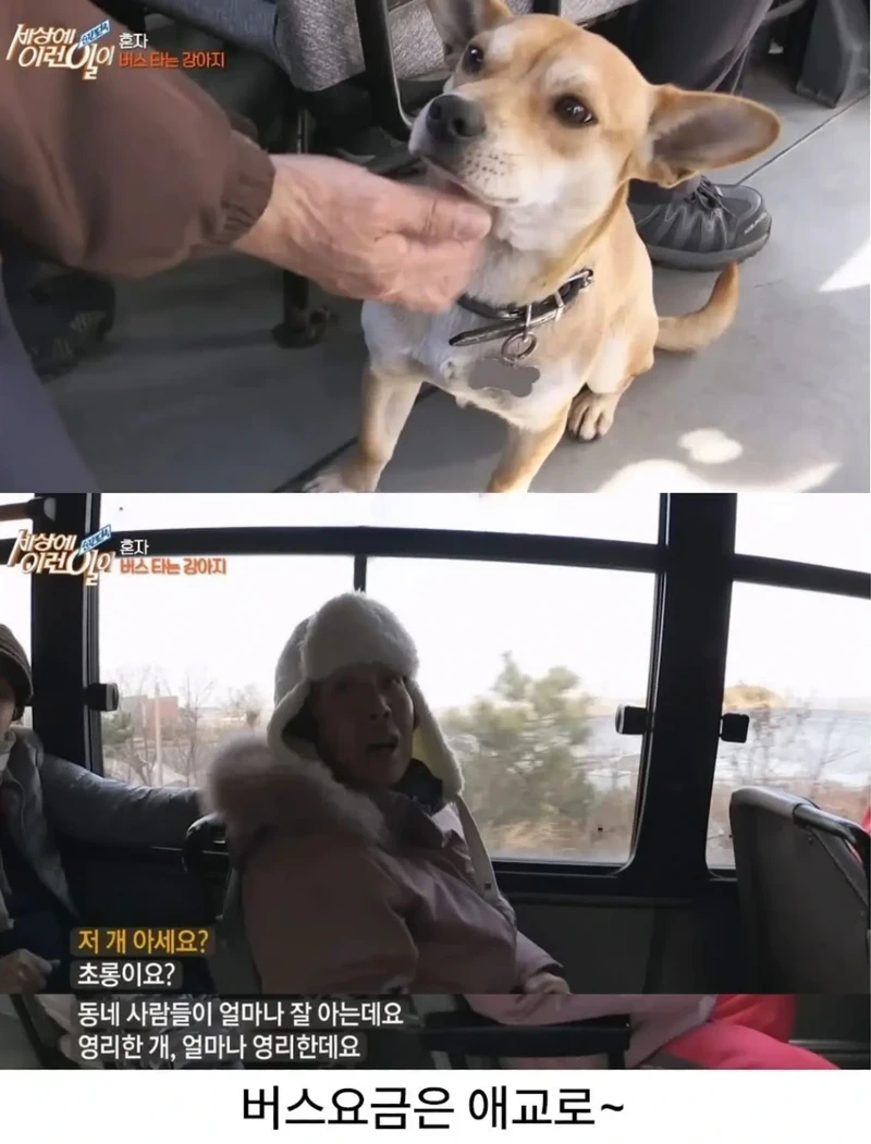 고전] 친구 만나러 혼자 버스타고 5km를 무임승차하는 초롱이