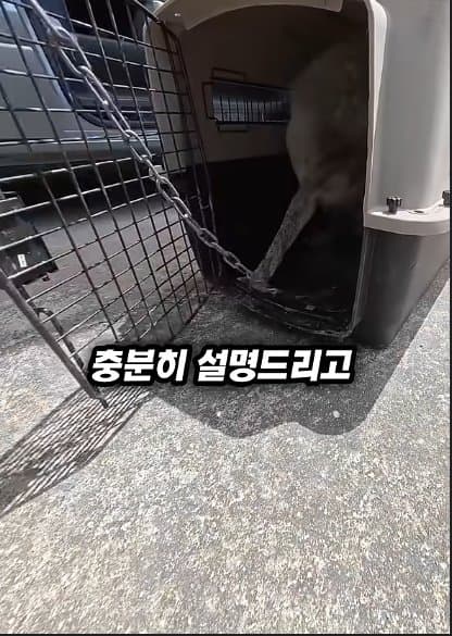 평생 목욕 한번 안 해본 차고지 지킴이 2살 한성이의 생애 첫 목욕대작전 (22)