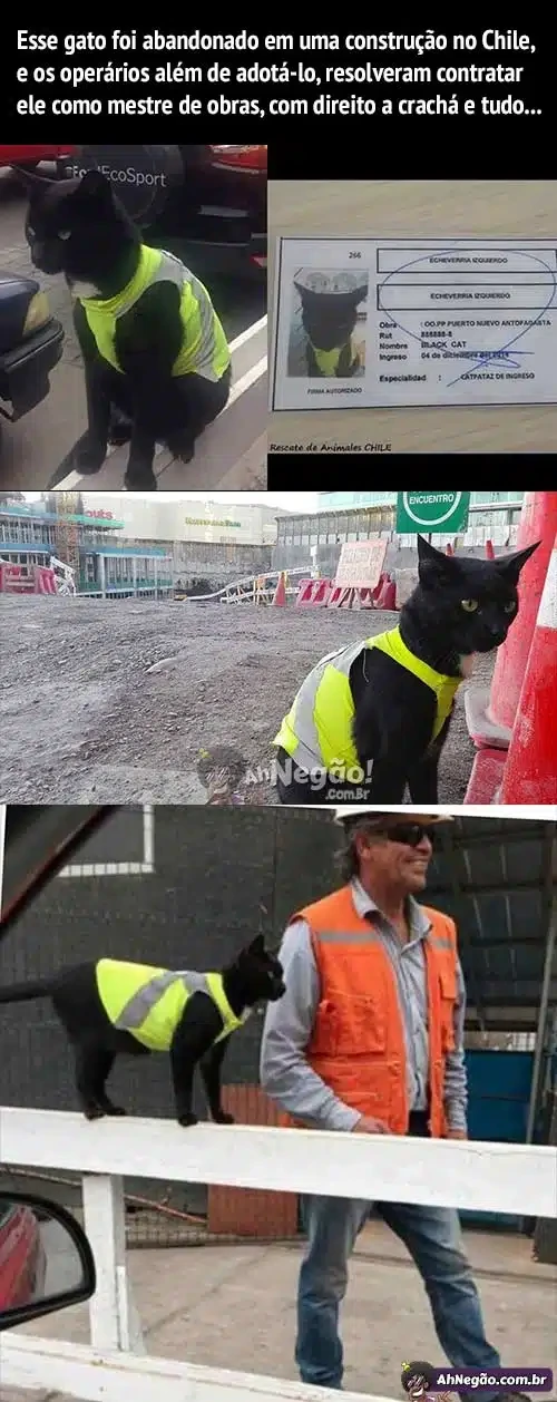 공사현장에 자주 오는 고양이 직원들이 안전조끼 입혀줬대