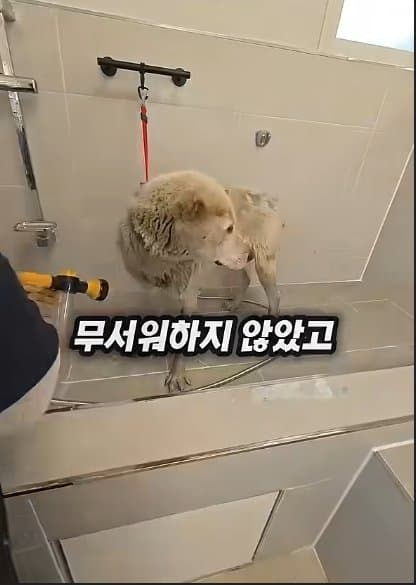 평생 목욕 한번 안 해본 차고지 지킴이 2살 한성이의 생애 첫 목욕대작전 (39)
