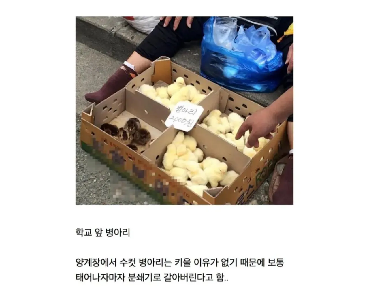 알고 보니 동물복지였던 문화