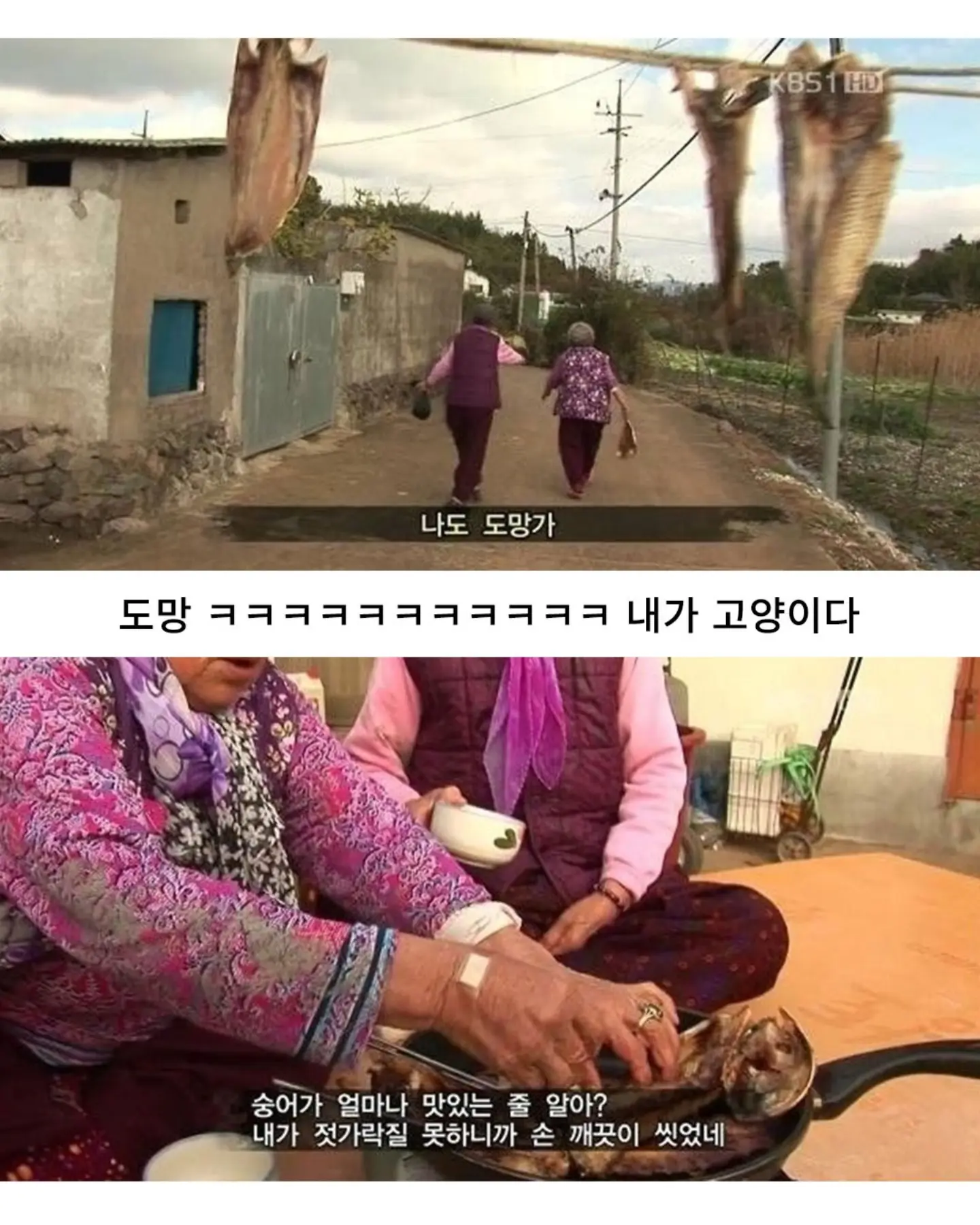고양이가 생선 안 훔치게 지켜보라 부탁받은 할머니 (5)