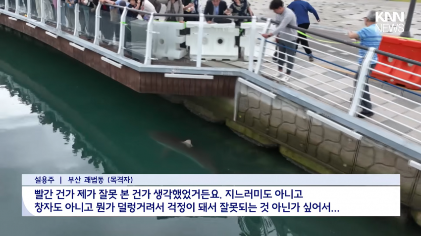국민 상어 부캉이, 새끼 낳았나 (3)