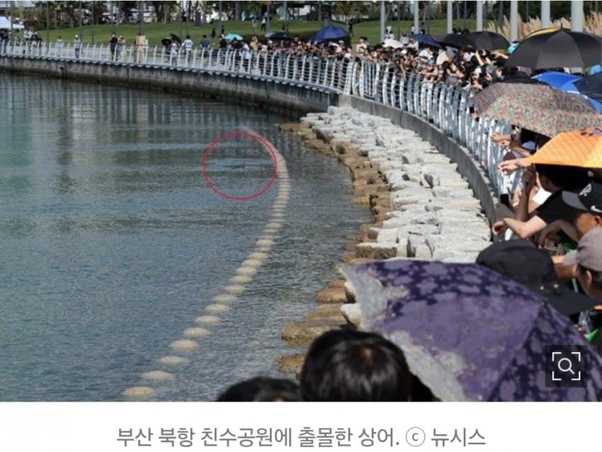 부산 상어 대항하는 1800억 여수 최종병기 등장. . (6)