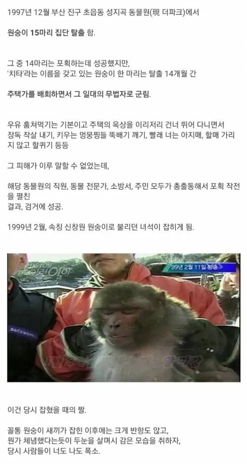 30년전 부산 원숭이 탈출사건