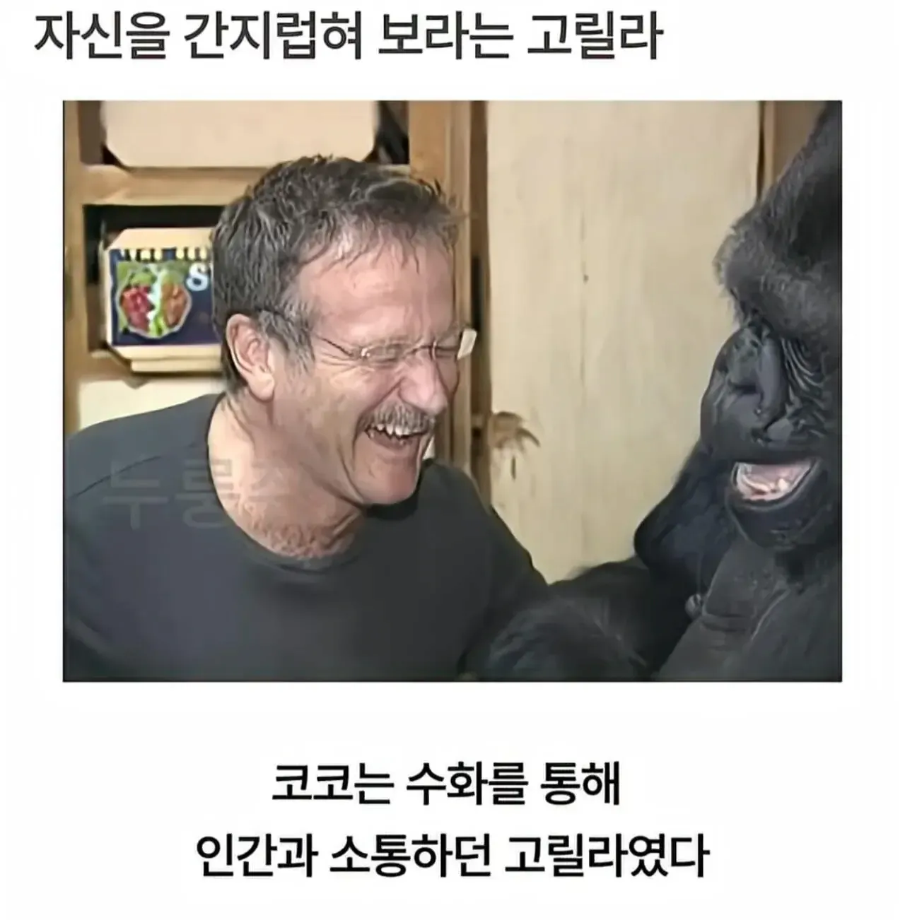세계 최초로 수어를 이용해 인간과의 대화에 성공한 고릴라