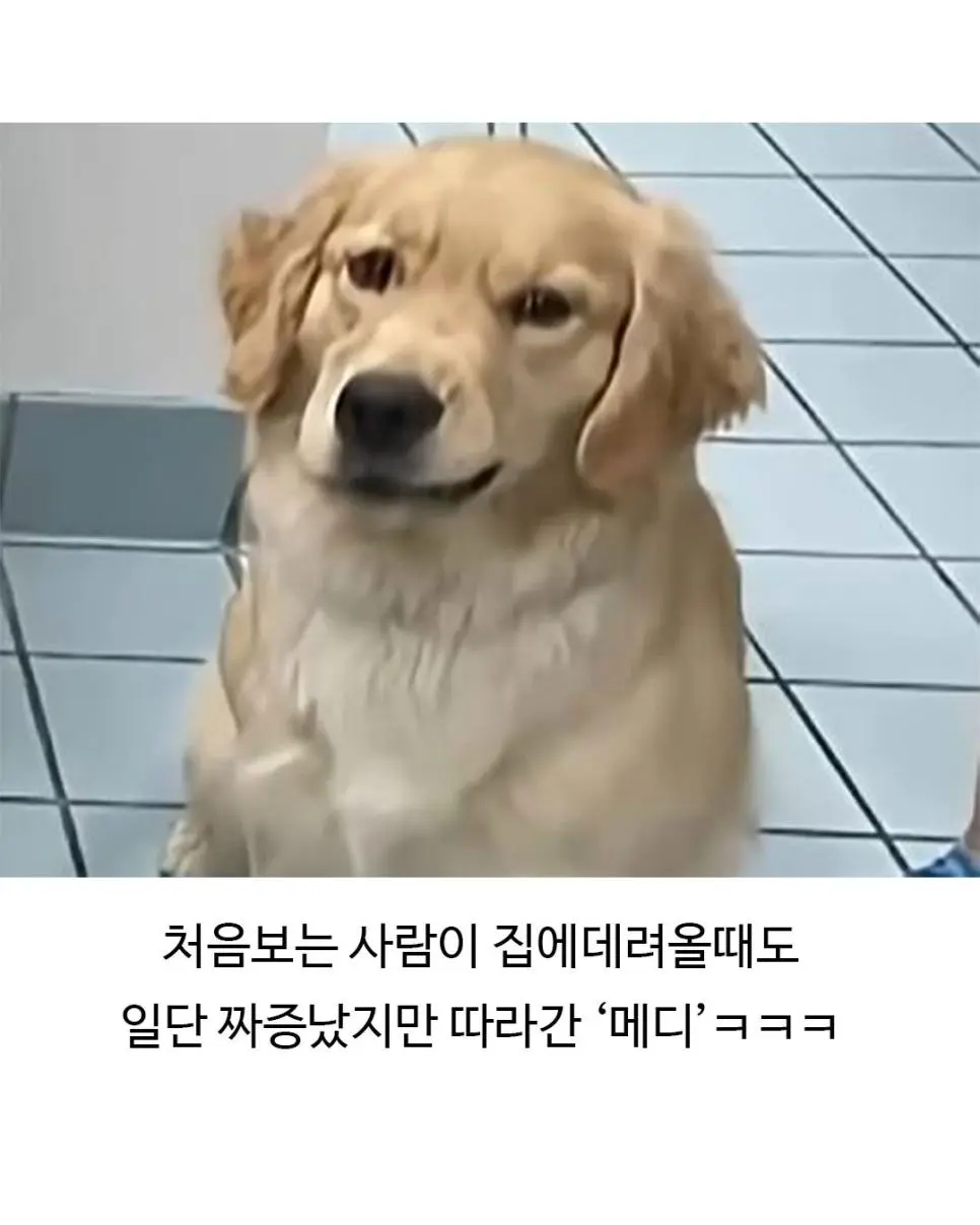 미용실 다녀온 후 표독해진 골댕이 (8)