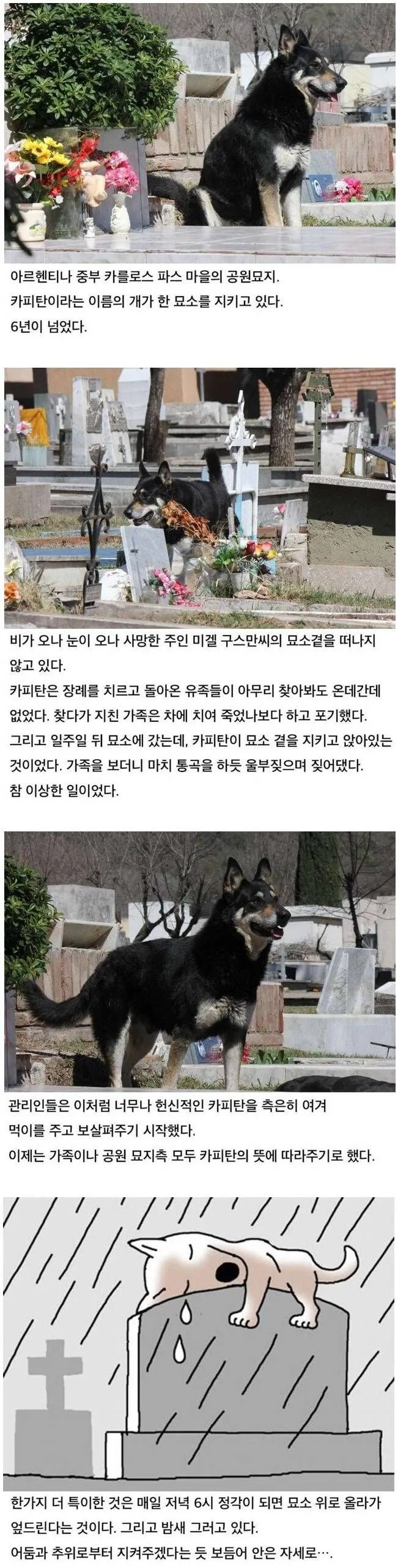 수년간 주인의 묘소를 떠나지 않고 지키고 있는 댕댕이