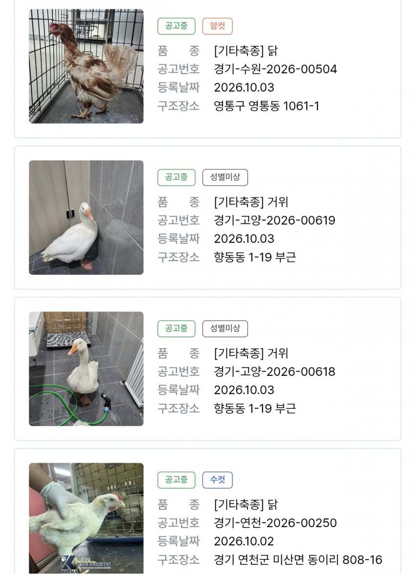 싱글벙글 의외로 품종묘 보다 포인핸드 입양률이 높다는 동물 (3)