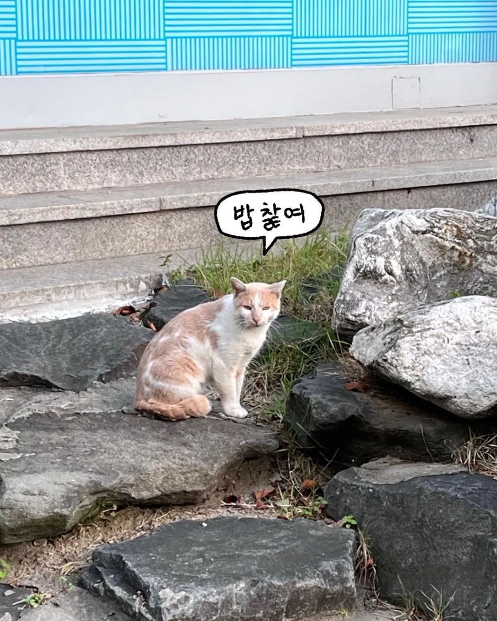 프로 츄르강탈 고양이