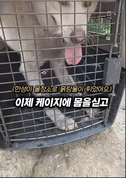 평생 목욕 한번 안 해본 차고지 지킴이 2살 한성이의 생애 첫 목욕대작전 (17)