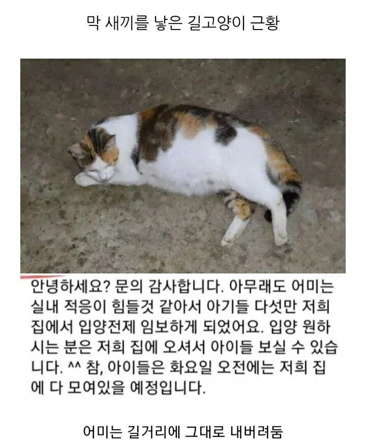 캣맘 레전드 짤들 (3)