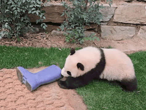 맘에 드는건 무조건 끌고가는 후이바오 🐼 🩷