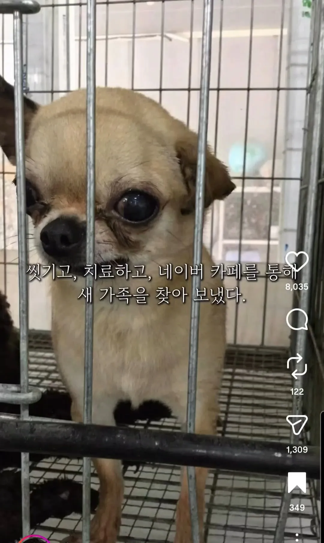 10년 전 유기견을 입양했던 사람에게 다시 연락해봤다