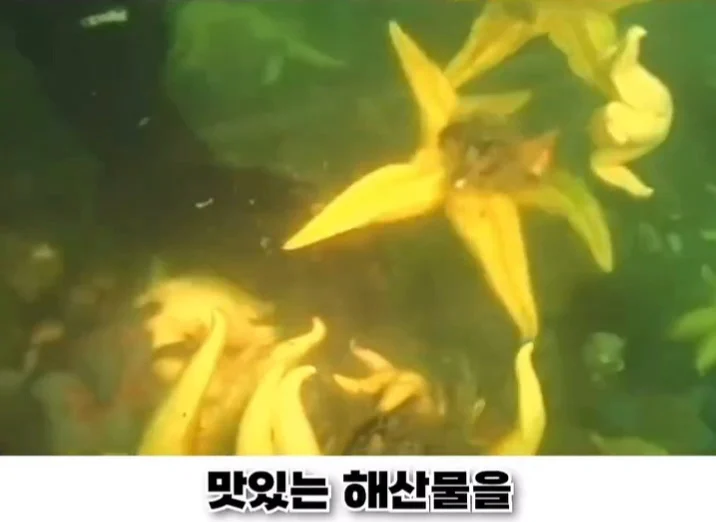 우리나라로 넘어온 바다의 무법자 불가사리의 최후 (15)